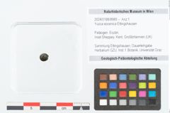 Foto (Objekt + Etikett) von Yucca eocenica Ettingshausen (NHMW-GEO-2024-0188-8989)